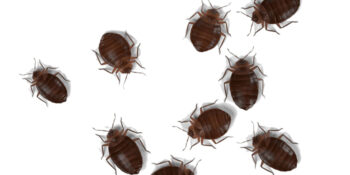 Efficient Pest Control Service Exterminator