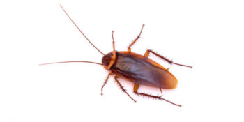 Efficient Pest Control Service Exterminator